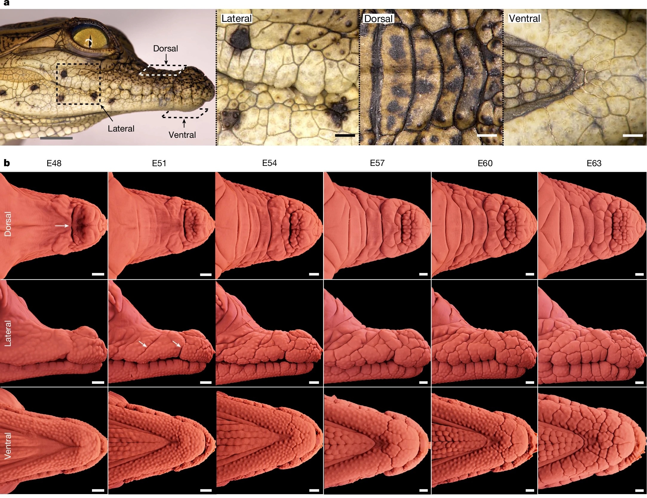 crocodile embryo jaw shown from three angles, and then a series of light-sheet fluorescence microscopy images also from three different angles showing how the crocodile embryo's jaw gets more wrinkly through development