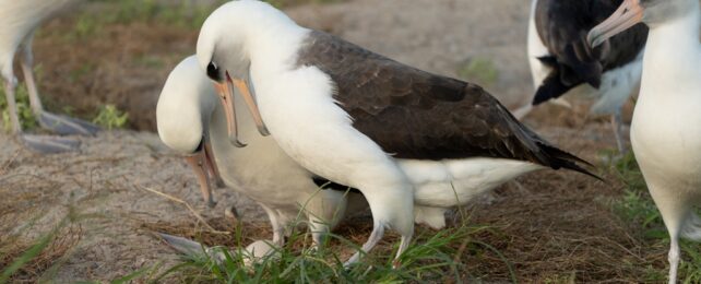 Albatrosses With Egg