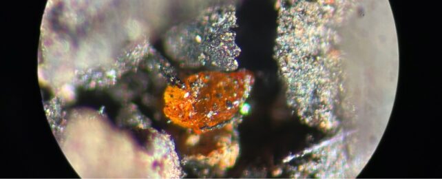 A bright orange object under a microscope