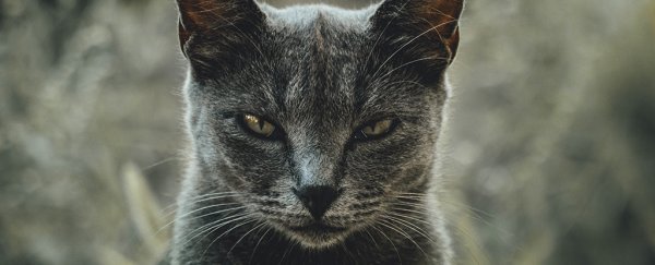 Scientists developed a questionnaire to identify whether your cat is a psychopath