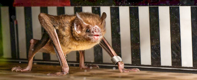 A bat on treadmill