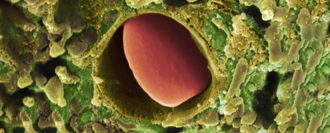 red blood cell peeking out from a capillary in the heart coloured green