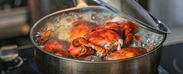 Scientists Confirm Crabs Really Can Experience Pain After All