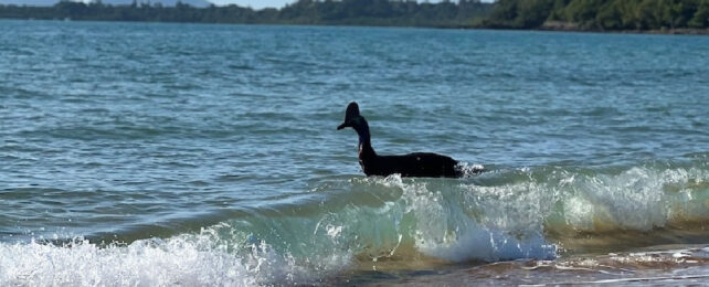 'World's Most Dangerous Bird' Seen Emerging From The Ocean in Australia