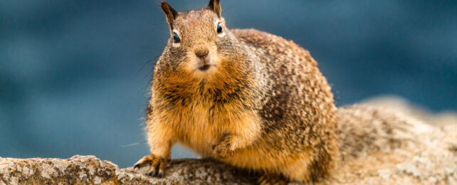 California Squirrels Have Developed a Taste For Meat in Surprise Discovery