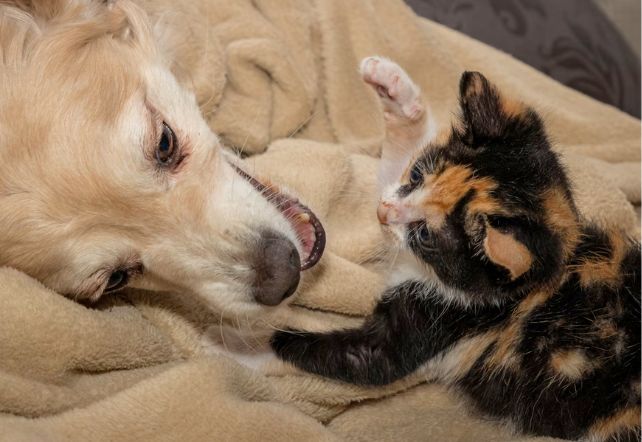 Calico kitten play swiping at golden dog