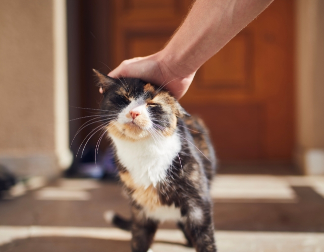 A hand patting a cat on the head