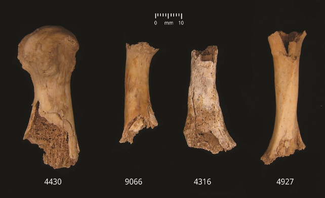 Four ancient human bones