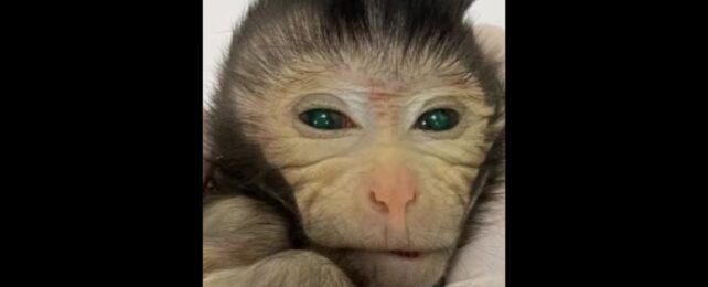 Glowing Fingertips And Green Eyes: First-of-Its-Kind Monkey Chimera Born in China