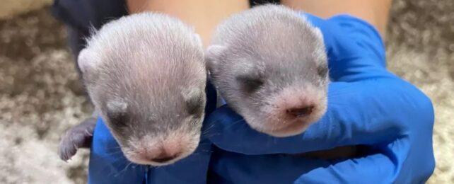 These Baby Ferrets Are The First to Be Born From a Clone