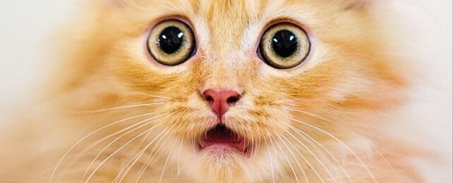 Close up of big eyed floofy orange cat's face with gaping mouth