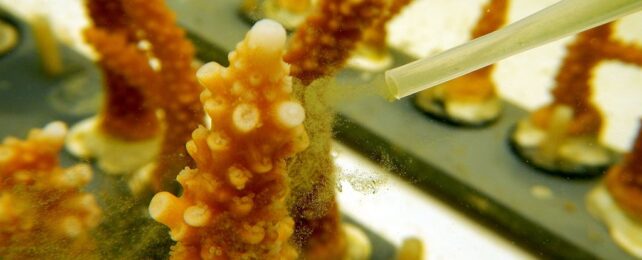 Coral being experimented on in a laboratory