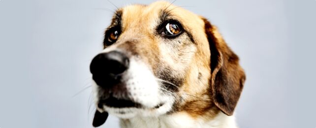 Dog On Grey Background