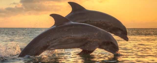 dolphins at sunset