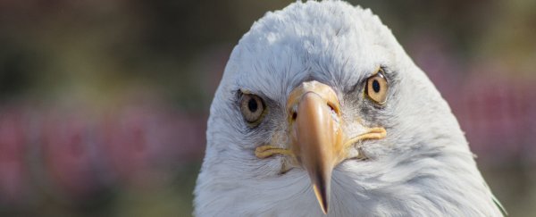 Here's what you need to know about the Endangered Species Act changes