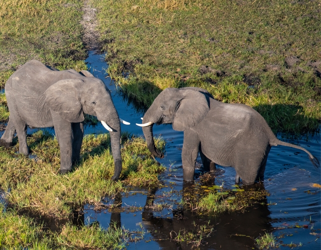 Study Confirms Cause of 2020's Mysterious Massive Elephant Die Off