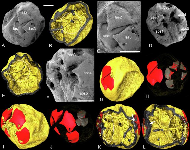 These Tiny Grains Are Fossilized Embryos From Half a Billion Years Ago