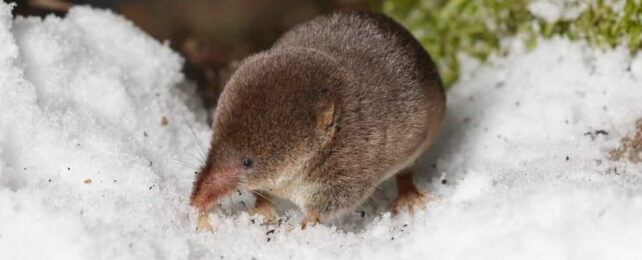 european shrew