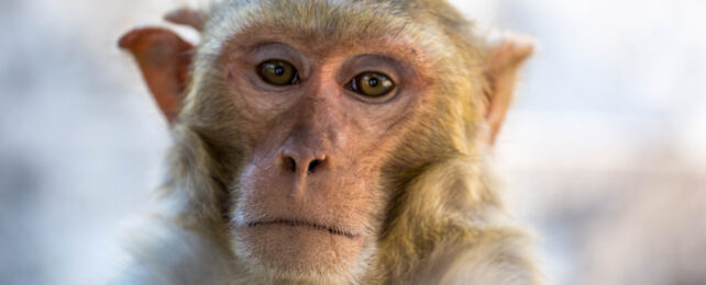 rhesus macaque face