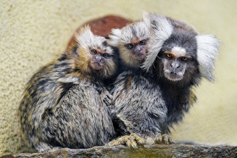 Marmoset monkey carrying twin babies