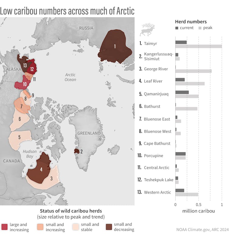 A map shows where Arctic caribou herds have declined in size, particularly in northern Canada, Russia and parts of Alaska.