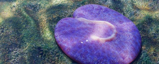 a pancake-shaped fleshy purple blob resting on the seafloor with a pattern of watery light overlaid