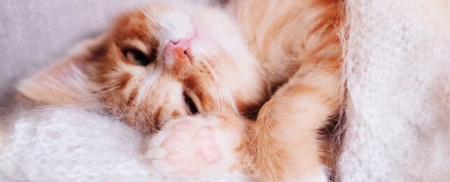 A ginger colored cat lying in a fluffy white blanket