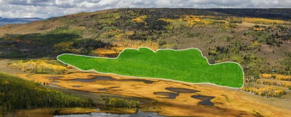 Green Aerial Outline of Pando