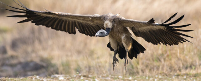 Shift in India's Vulture Population Linked to Half a Million Human Deaths