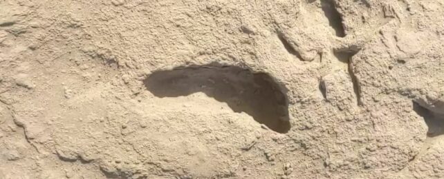 Mysterious Human Footprints From 1.5 Million Years Ago Reveal a Surprise