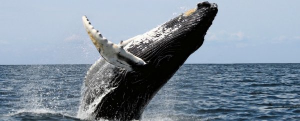 Humpback whale breaching