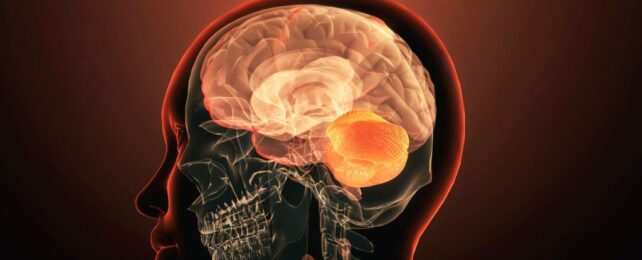 Illustration of a brain within the outline of a skull withing the outline of a head