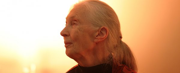 Who is Jane Goodall?