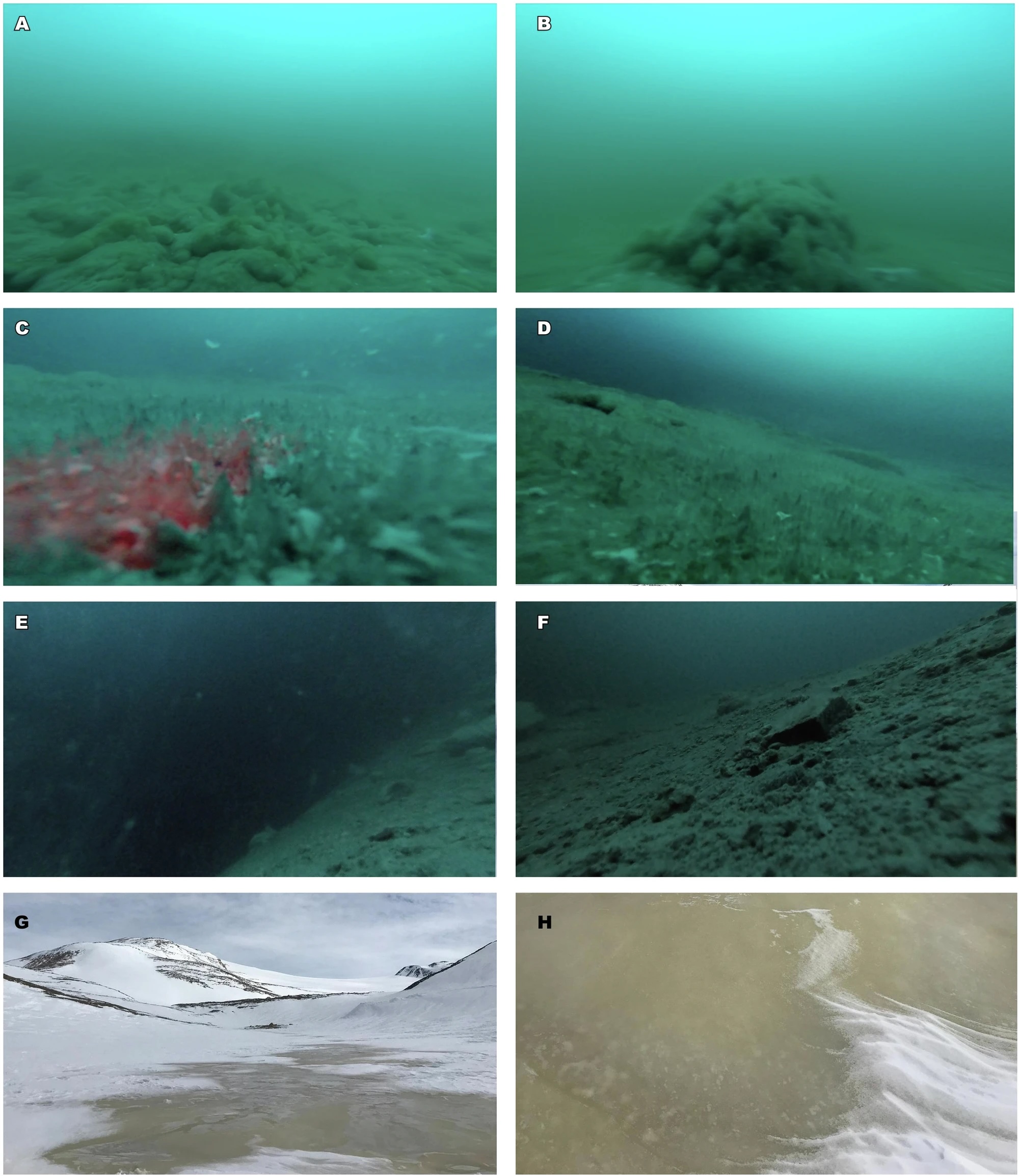 eight pictures of lake enigma. the first four show underwater views of the microbial mats - blurry grey-green goop on the lake floor. the last to pics show the barren, icy surface of lake enigma.