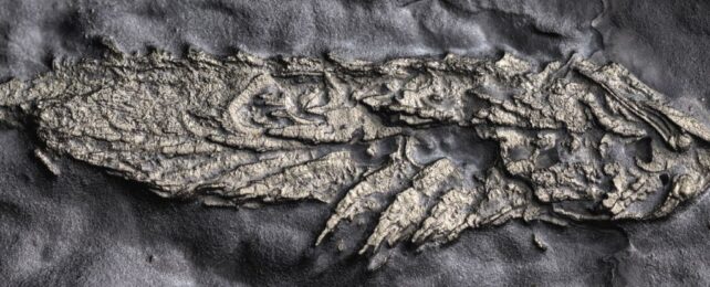 450 Million-Year-Old 'Golden' Fossil Reveals a Prize Arthropod Ancestor