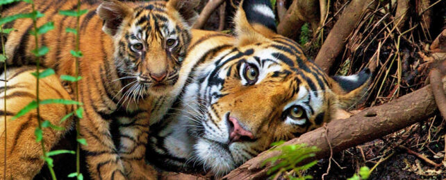 Lounging mother and baby tiger in forest