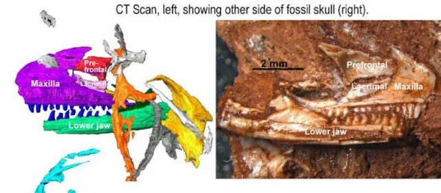 Oldest Known Lizard Finds Its Place in The Family Tree