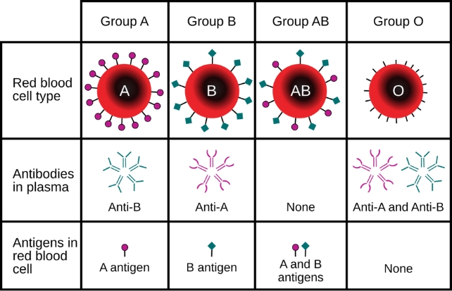 Diagram of ABO blood groups and the IgM antibodies present in each.