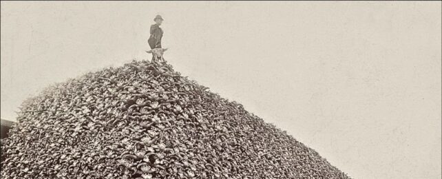 Old black and white photo of a man standing on a massive hill of bison skulls