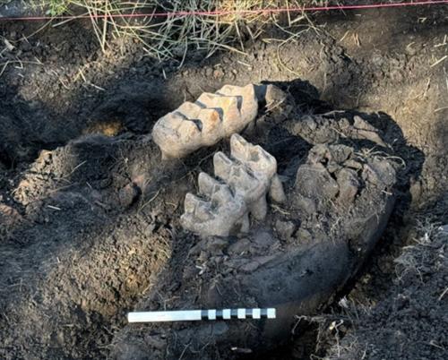 two big mastodon teeth in the dirt.