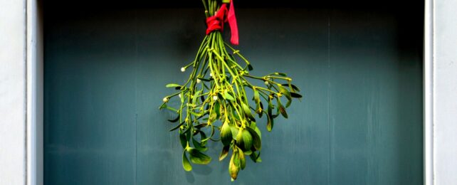 Mistletoe hanging