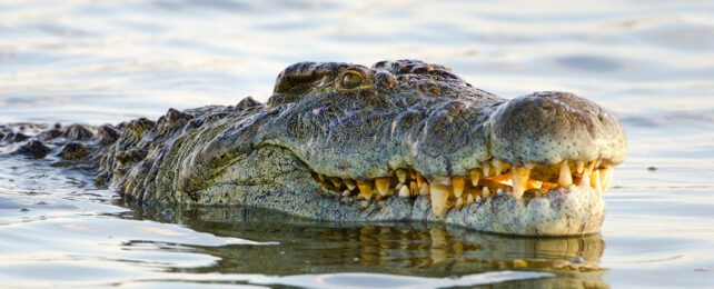 Study Reveals Surprising Force Behind Crocodiles' Bizarre Head Scales