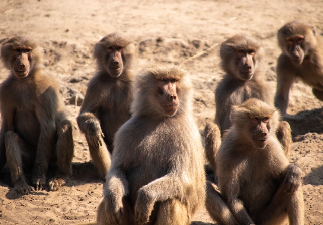 Six olive baboons 