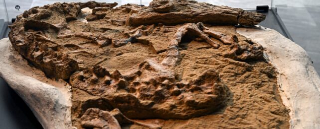 Crocodile fossil at museum