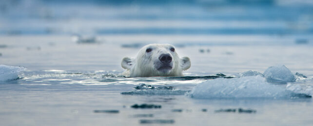 Swimming polar bear