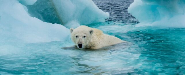 A polar bear in melting ice