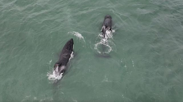 Great White Sharks Scared From Their Habitat by Just 2 Predators