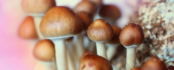 Magic mushrooms could one day treat depression. How do they work?