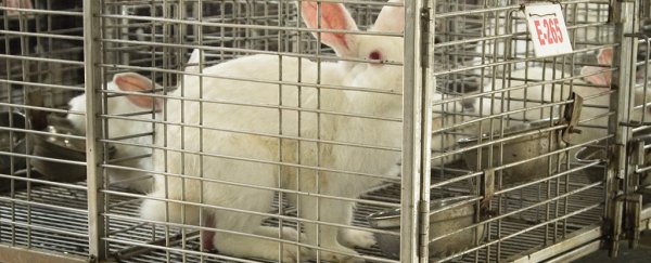 It's bad that most animals used in experiments never appear in published research