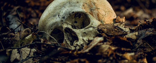 Skull in leaves